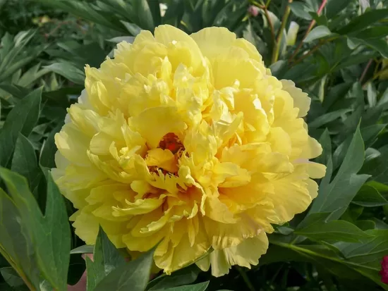 19. ITOH peonijas 'Sonoma Yedo' 3/5 pumpuru sakne